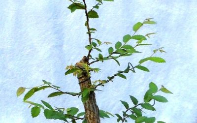 A Year And A Half In The Making – Cedar Elm Bonsai
