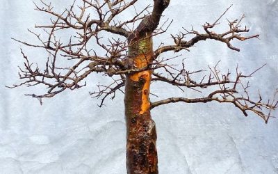 A Few Trees At Year-End