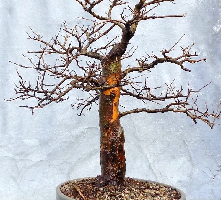 A Few Trees At Year-End