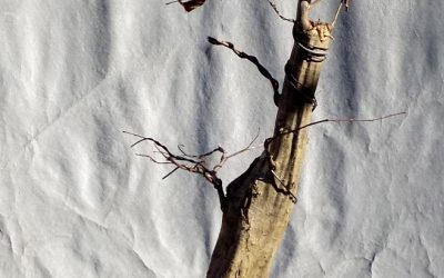 American Hornbeam Work