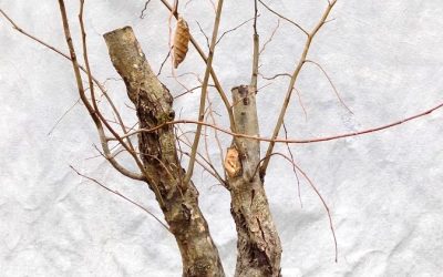 American Hornbeam #3