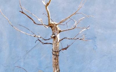 Cedar Elm Work – Building Your Apex