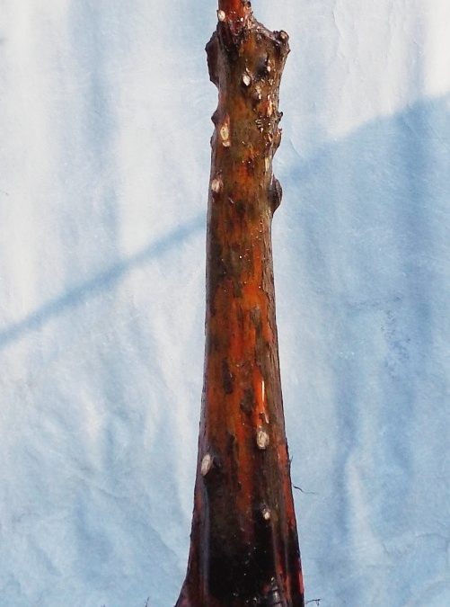 2019 BC Collecting Trip #2