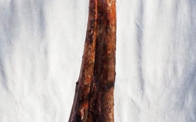 2019 BC Collecting Trip #1