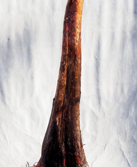 2019 BC Collecting Trip #1