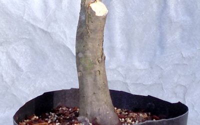 Hornbeam Collecting & More