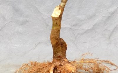 Bonsai Odds & Ends – Swamp Maple, Privet, Water-Elm