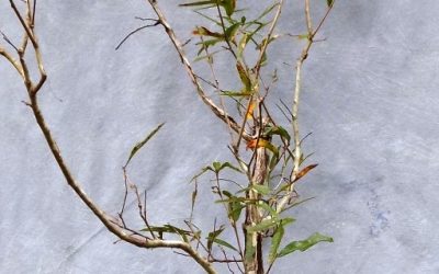 Bonsai Odds & Ends – Hornbeam, Water Oak