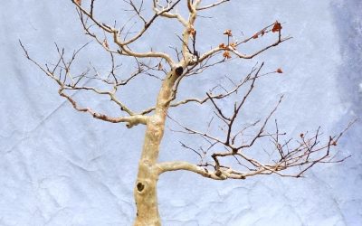 Crape Myrtle Repotting