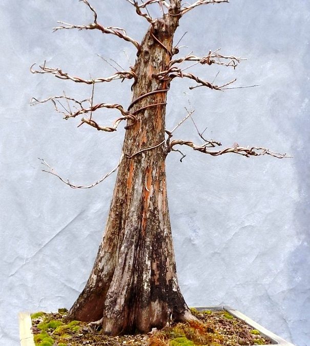 It’s Go Time – Trees Are Waking Up