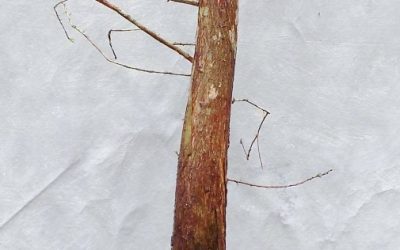 BC Collecting Trip #3