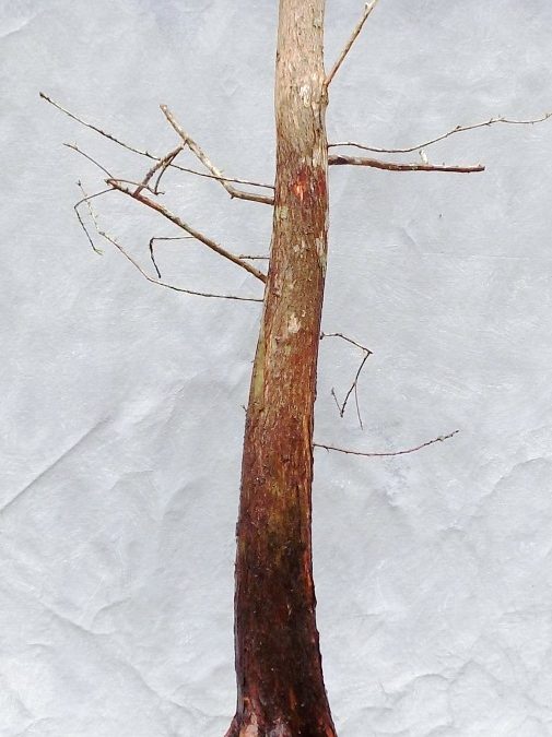 BC Collecting Trip #3