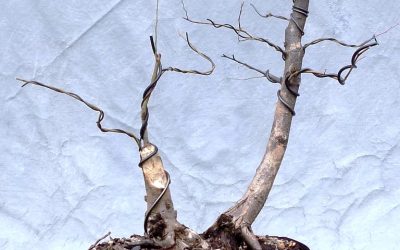 The Wonderful Challenge Of That First Bonsai Pot