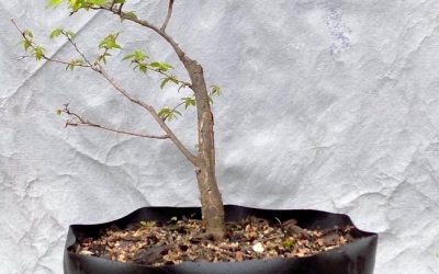 Making A Small Cedar Elm Bonsai