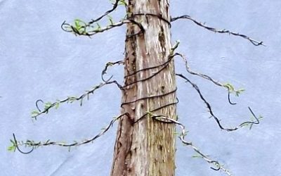 Bonsai Odds & Ends – BC, Oak, Maple