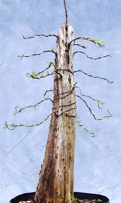 Bonsai Odds & Ends – BC, Oak, Maple