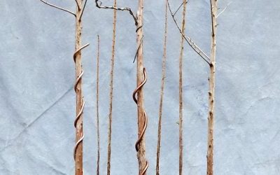 Bald Cypress Reforestation