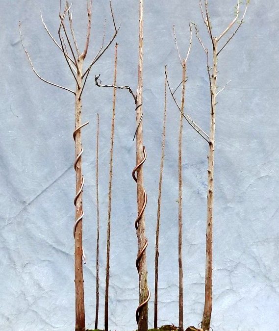 Bald Cypress Reforestation