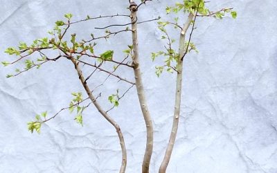 New Bonsai Coming – Crape & Hawthorn