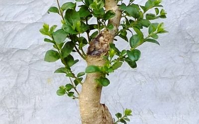 Chinese Privet Initial Styling