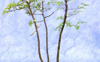 Sunday Evening Hawthorn Notes