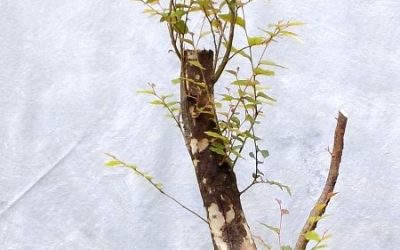 A Water-Elm Gets Styled