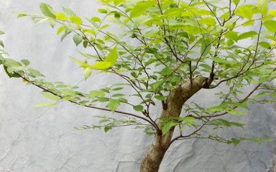 An American Elm Gets Potted
