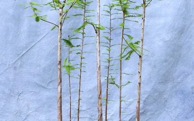 BC Forest Update And Work