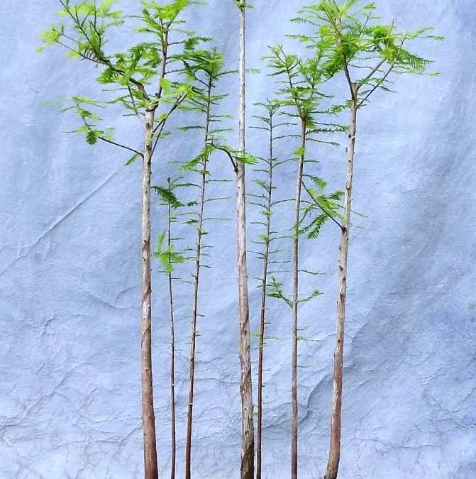 BC Forest Update And Work