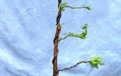 Making Nice Bonsai From Ordinary Material