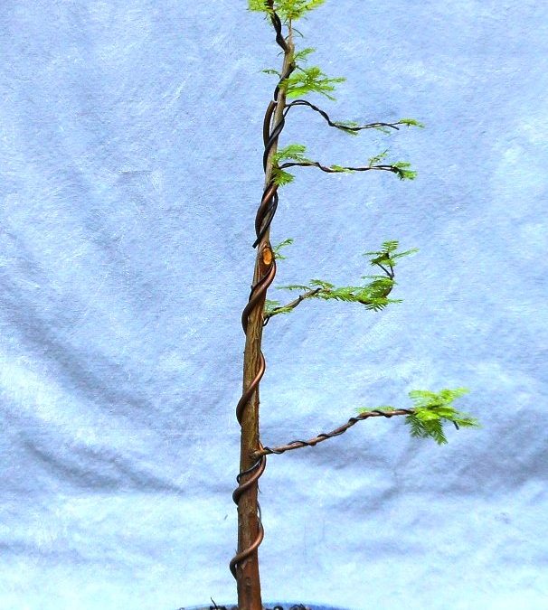 Making Nice Bonsai From Ordinary Material