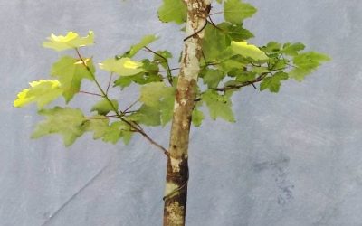 This May End Up Being A Progression