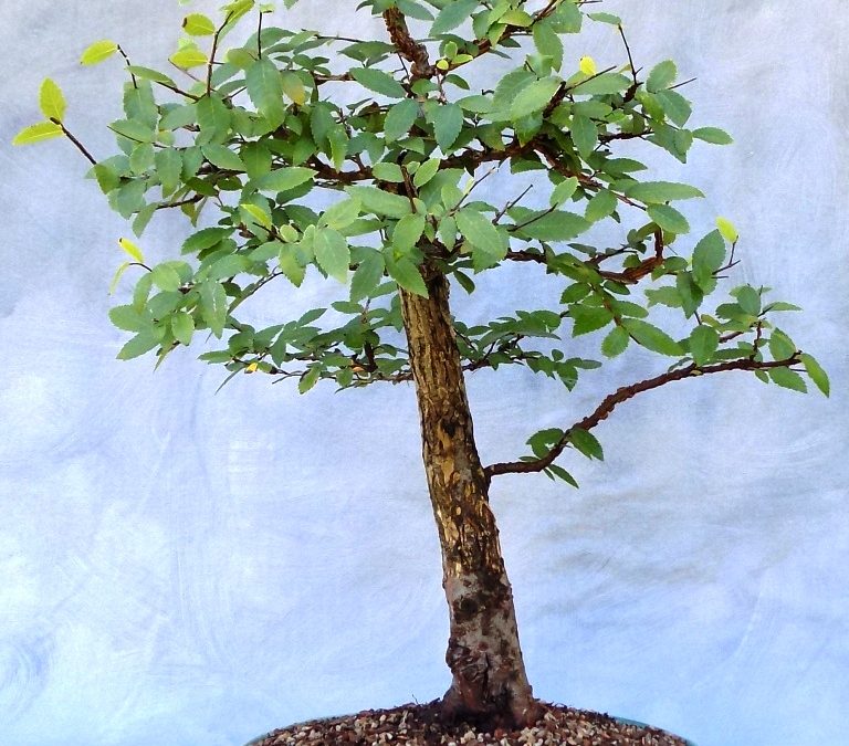 Summer Progress – Cedar Elm, Sweetgum, BC