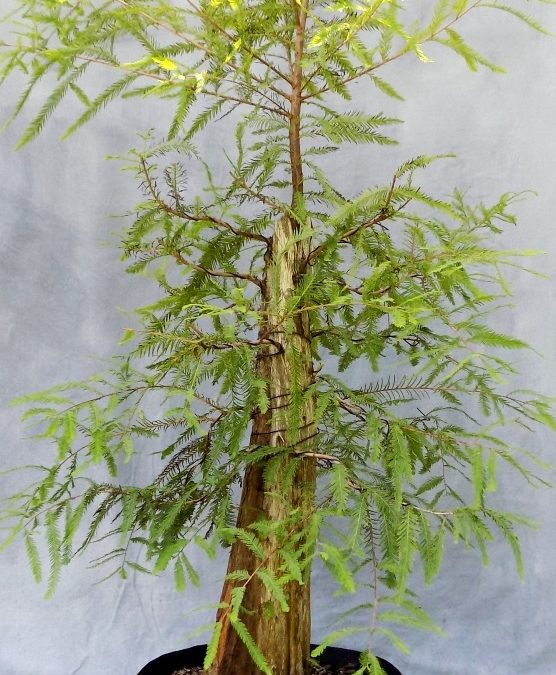 Its’ Shaggy BC Time!