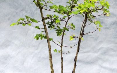 Bonsai Odds & Ends – Hawthorn, Water-Elm, Trumpet Vine