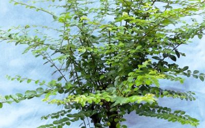 Don’t Take Your Eyes Off A Privet