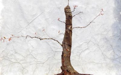 See A Fast Water-Elm Evolution ….