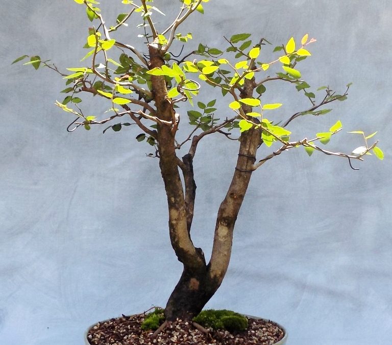 Bonsai Odds & Ends – BC, Sweetgum, Water-Elm