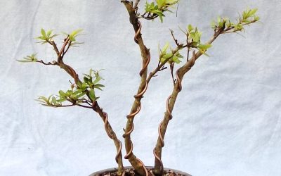Fourth Of July Bonsai Odds & Ends – Cedar Elm, BC, Chinzan Azalea