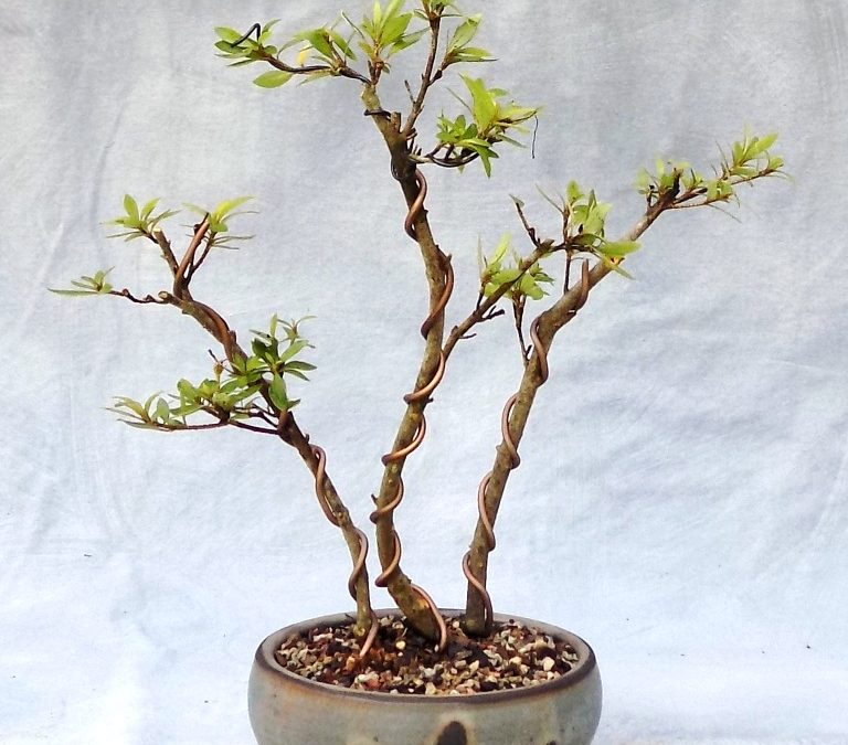 Fourth Of July Bonsai Odds & Ends – Cedar Elm, BC, Chinzan Azalea