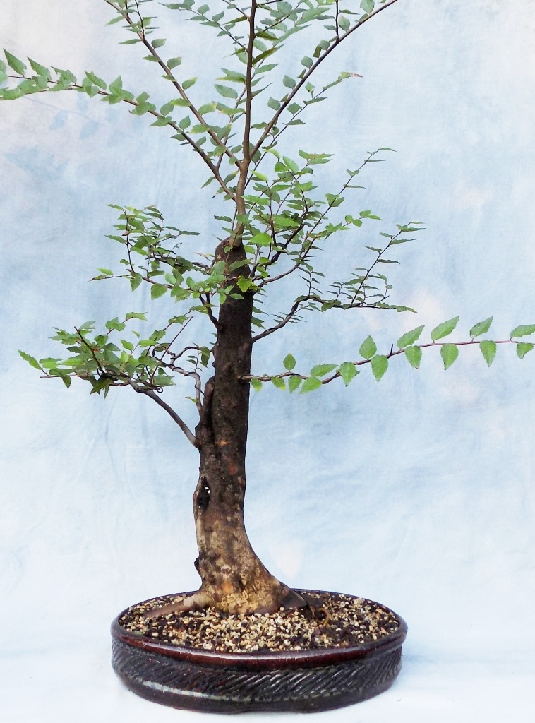 WaterElm Bonsai for Sale Bonsai South