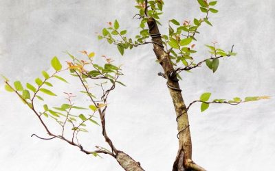 A Water-Elm Gets More Interesting