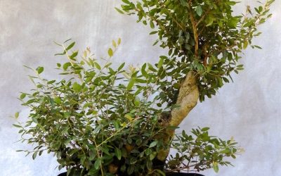 A Dwarf Yaupon Gets Styled