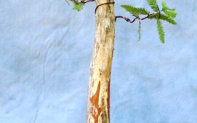 Fun Fast Bonsai Development