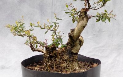 Bonsai Odds & Ends – Things To Come