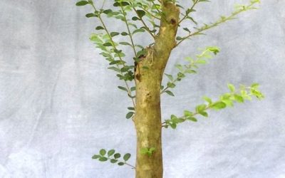 Bonsai Odds & Ends – Water Oak and Privet