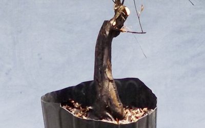 Water-Elm Collecting 2019 #2