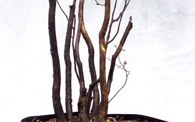 Water-Elm Collecting 2019 #3