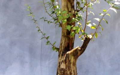 Big Hoss Gets Chopped And Styled; A Brother Gets Some Work