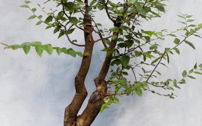 A Specimen Water-Elm Gets Some Attention